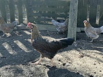 Vlaška jarabičia mladky