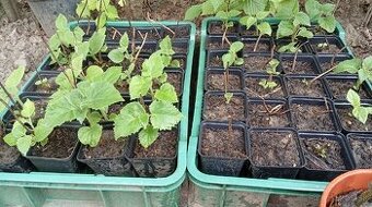 Paulownia Tomentosa