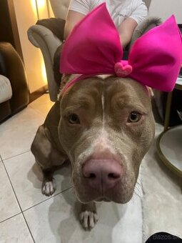 American Bully xl