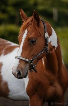 American Paint Horse