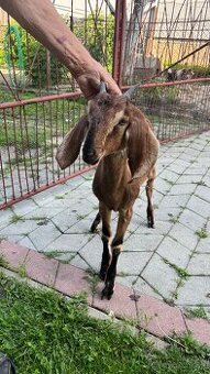 Anglonubijská koza