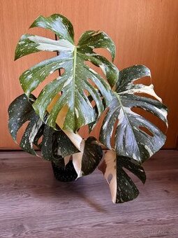 monstera thai s listami halfmoon