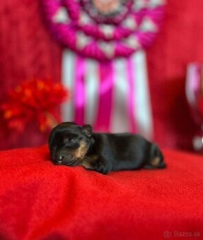 Yorkshire terrier, york