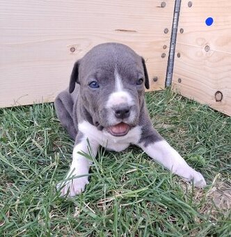 Šteniatka - Americký stafordšírsky teriér (Amstaff, Staford)