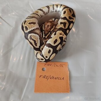 Python regius - pytón kráľovský