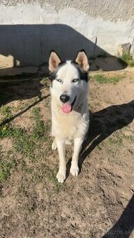 Husky