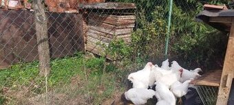 Predám oravka biela a plymutka biela