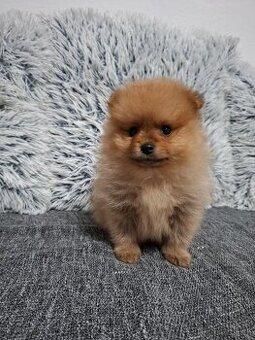 Pomerian Pomeranian oranžový špic
