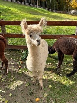 Samička Lama Alpaka