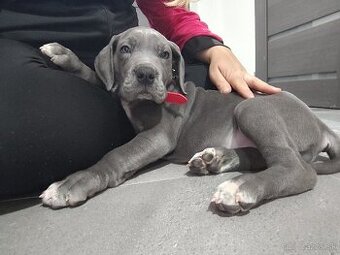 Nemecka doga