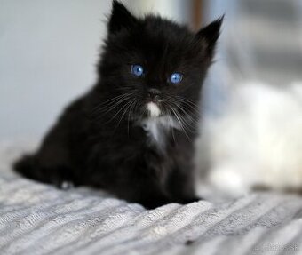 Mainská mývalia maine coon - MCO - modrooky kocúrik