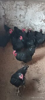 Australorp