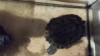 Predaj vodná korytnačka