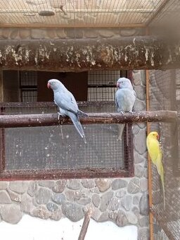 Ponúkam Alexanderov