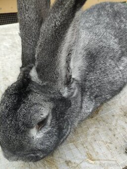 Cinčila Velka - Mäsové plemeno