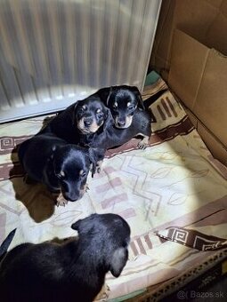 jazvečík hladkosrstý