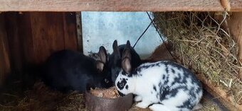 Predám zajace na ďalší chov