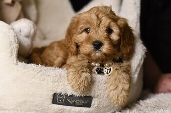 Cavapoo F1 RED Fenka pripravená na odber