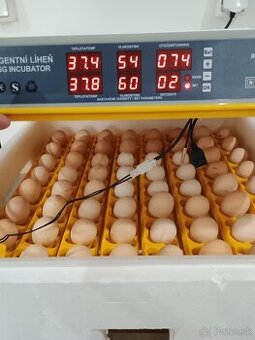 Predám nasadbove vajcia brahmanky