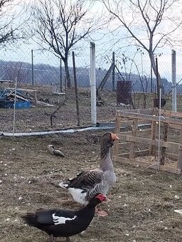Predám tulzuskeho gunara