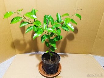 Citrónovník stromček výška 50cm