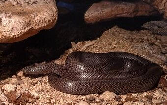 Korálovky - Lampropeltis getula nigrita