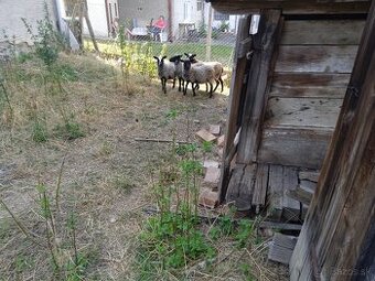 Romanovske ovce