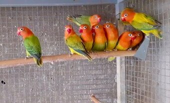 Predam Agapornis
