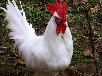 Predám - vymením kohúta leghorn