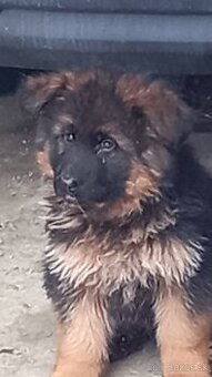 Stenata z pp FCI nemeckeho ovčiaka fenky.reda
