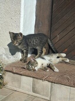 Darujem tmavého kocúrika