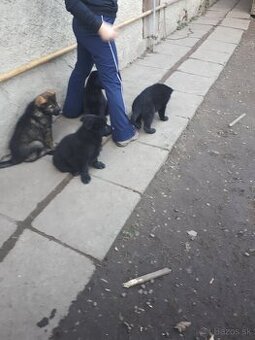 Nemecký ovčiak šteniatka