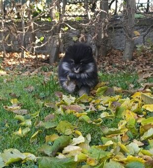 Pomeranian pomerian - 1