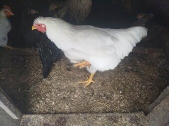 Kohút Oravky veľkej