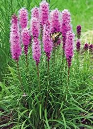 Liatra klasnatá- TRVALKA – SEMENÁ