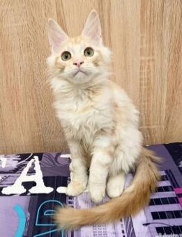 Mačiatka plemena Ragdoll a Maine Coon sú k dispozícii na opä