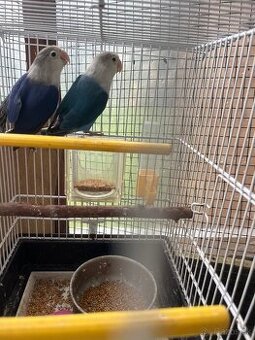 Agapornis Fisher pár