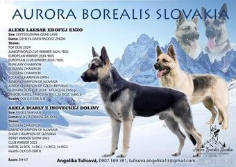 Východoeuropsky ovčiak s PP