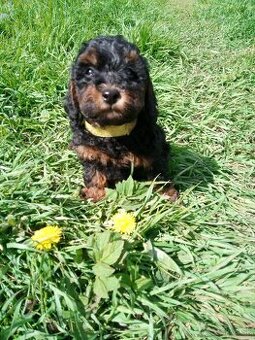 Pudel black and tan