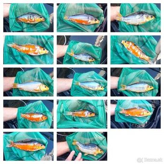 Koi