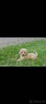 Pudel
