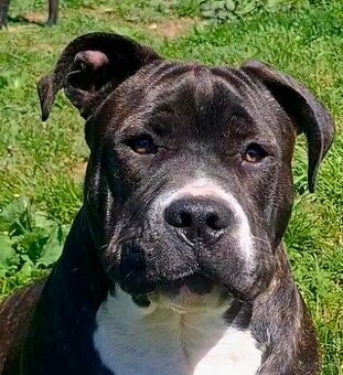 American Bully psik