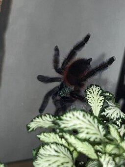 Caribena versicolor 5cm v tele