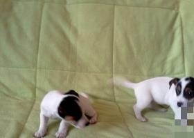 Jack Russell teriér