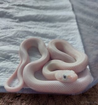 Pantherophis Obsoletus leucistic