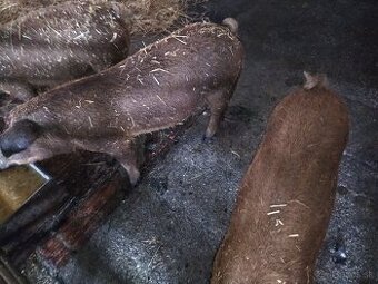 Odstavcata duroc durok x mangalica