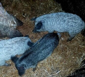 Mangalica prasiatka - prasatá