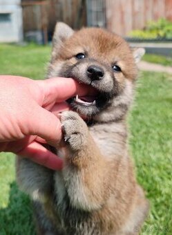 Shiba inu psýky s PP
