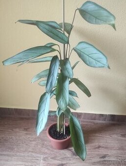 Ctenanthe setosa