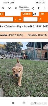 Predavam zaockovana fenka shapei Dog